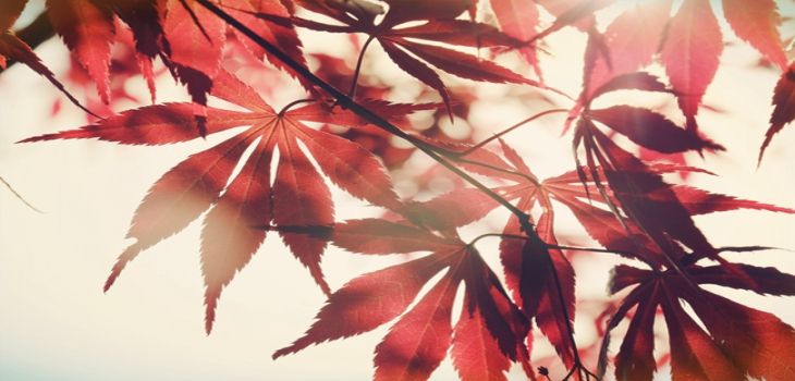 江苏理工学院在广西最低录取分数线和招生计划公布！