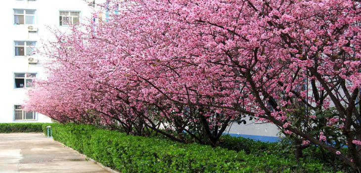 上海工程技术大学2024年学费多少钱？每年6500元到7000元（各专业收费标准）