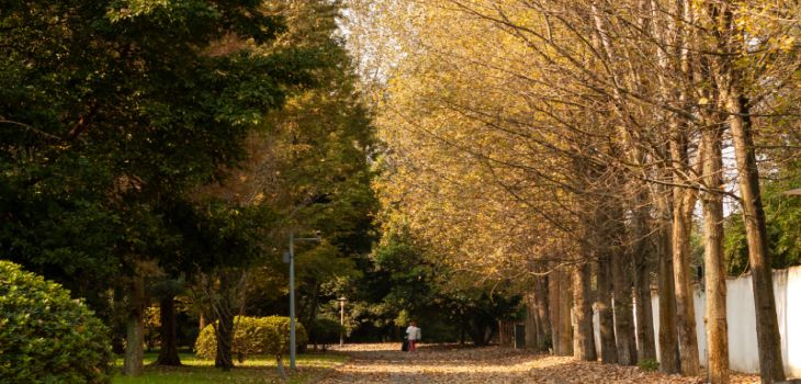 北华大学在重庆学费是多少？招生计划？录取分数线是多少？