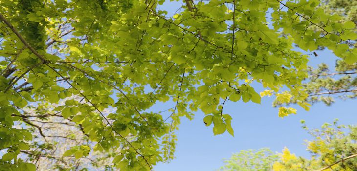齐鲁医药学院在黑龙江招生计划？学费是多少？录取分数线是多少？