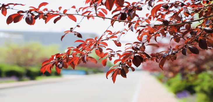 马鞍山学院在江苏学费是多少？招生计划？录取分数线是多少？